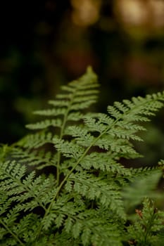 Beautyful ferns leaves green foliage natural floral fern background in sunlight. Wallpaper natural background. Close-up Of Fern Leaves