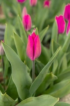 Close-up of beautiful pink tulip flower in field in the Netherlands. Spring time blurring background with bright tulips. Bud of tulip nature background