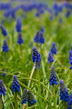 Beautiful blue Muscari flowers close up on spring meadow, floral abstract natural background. Spring blossom season. Wallpaper Postcard nature backdrop