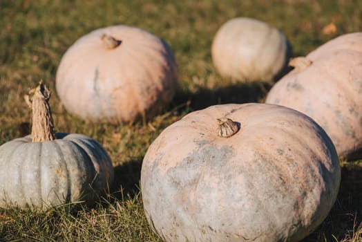 Many pumpkins on green grass in garden in fall, toned photo