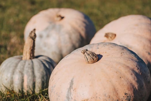 Close up of pumpkins on green grass in garden in fall, toned photo