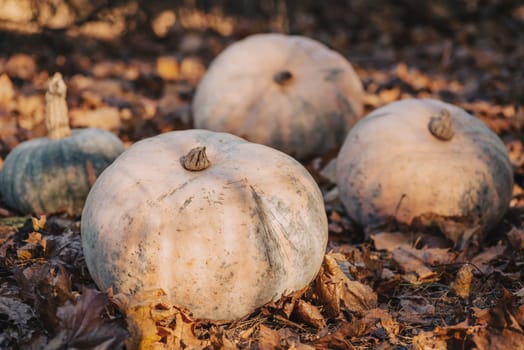 Beautiful composition of ripe pumpkins during fall harvest