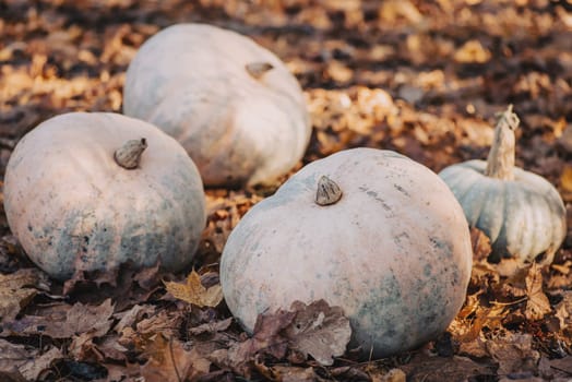 Beautiful composition of ripe pumpkins during fall harvest, toned photo