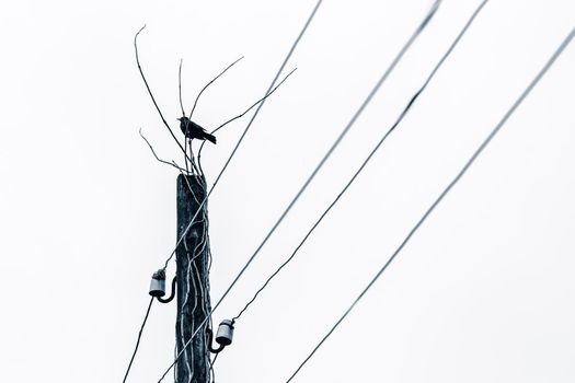 Black starling on an old elctric pole with dry climbing plant rods