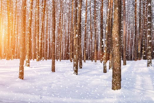 Sunset or sunrise in the winter pine forest with falling snow. Rows of pine trunks with the sun's rays passing through them. Snowfall.