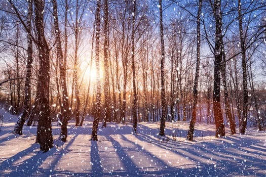 Sunset or sunrise in a birch grove with a falling snow. Rows of birch trunks with the sun's rays passing through them. Snowfall.