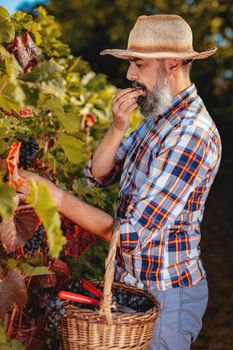 Handsome bearded wine maker with straw hat is tasting black grapes at a vineyard. 