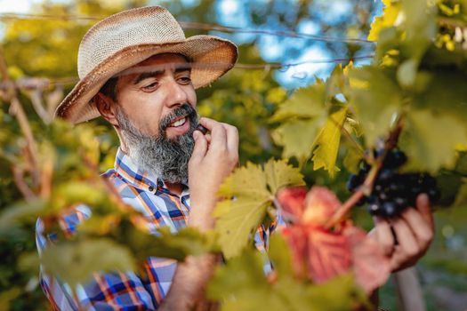 Handsome bearded wine maker with straw hat is tasting black grapes at a vineyard. 