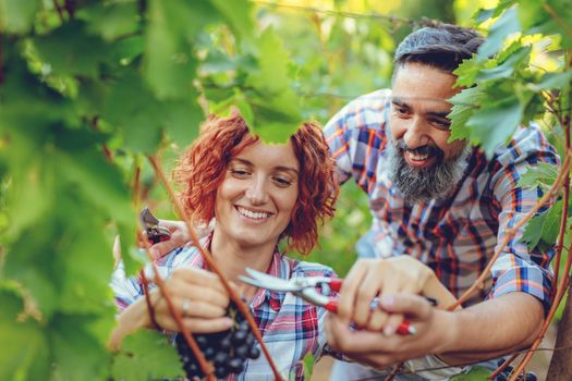 Beautiful smiling couple is cutting grapes at a vineyard.