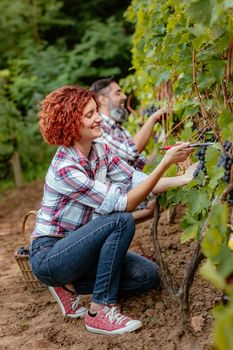 Beautiful smiling couple is cutting grapes at a vineyard.