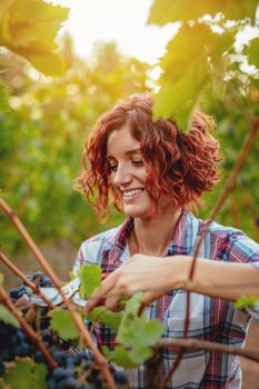 Beautiful smiling young woman is cutting grapes at a vineyard.