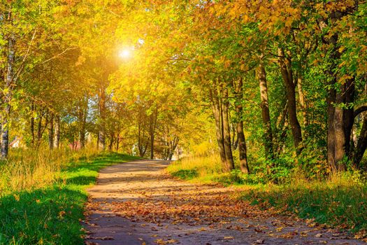 The alley of the autumn park . The season is autumn. September, October, November. A new season. Yellow leaves. A beautiful park. Morning light. Morning autumn Park. Nature