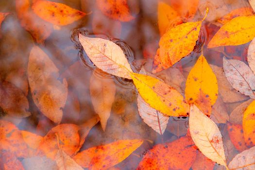 Autumn yellow leaves in a puddle background . Autumn background. Banner autumn. Autumn leaves. Nature. Copy space