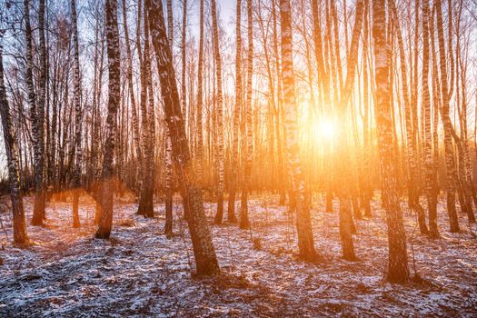 Sunset or sunrise in a birch grove with a first winter snow on earth. Rows of birch trunks with the sun's rays passing through them.