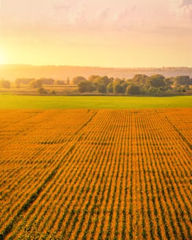 Top view to the rows of young corn in an agricultural field at sunset or sunrise. Rural landscape.