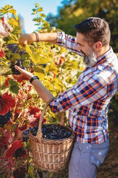 Handsome smiling bearded winegrower is cutting grapes at a vineyard.