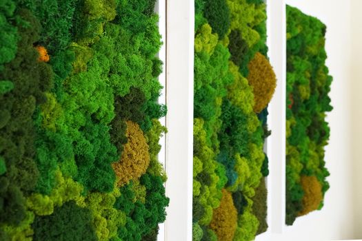 multicolored decorative stabilized moss as wall decor in interior design, side perspective