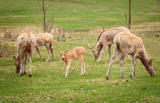 Fawn of red deer on the pasture