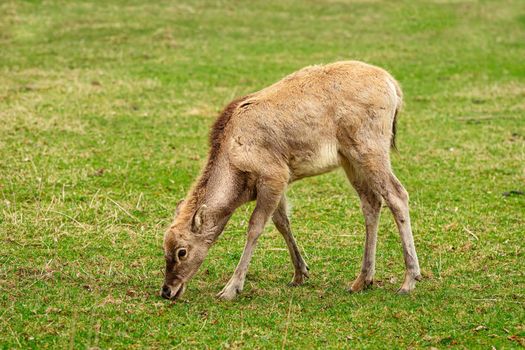 Deer without horns on the pasture