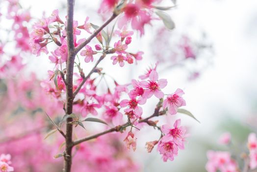 Cherry Blossom pink sakura Flower doi chang at chiang rai, Thailand