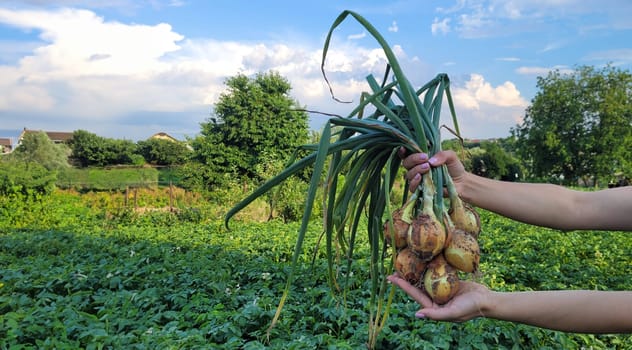 a bunch of fresh onions in the hands of a farmer. Nature. Selective focus