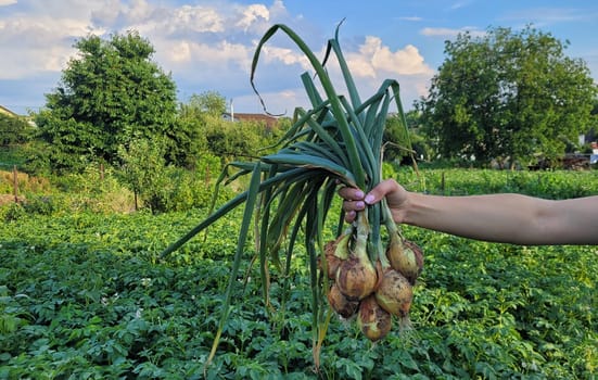 a bunch of fresh onions in the hands of a farmer. Nature. Selective focus