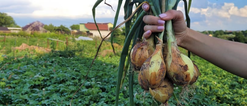 a bunch of fresh onions in the hands of a farmer. Nature. Selective focus