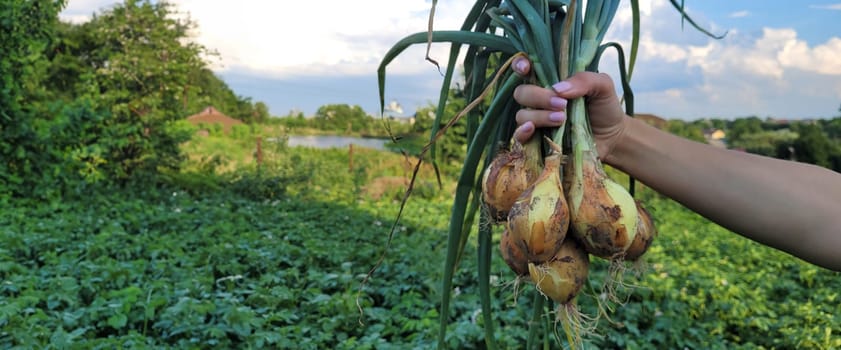a bunch of fresh onions in the hands of a farmer. Nature. Selective focus