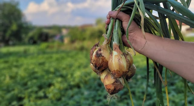 a bunch of fresh onions in the hands of a farmer. Nature. Selective focus