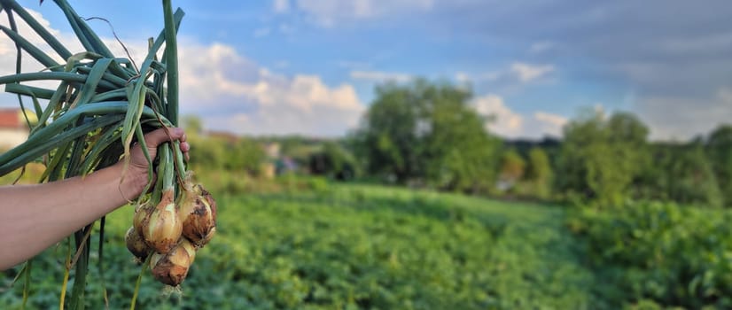 a bunch of fresh onions in the hands of a farmer. Nature. Selective focus