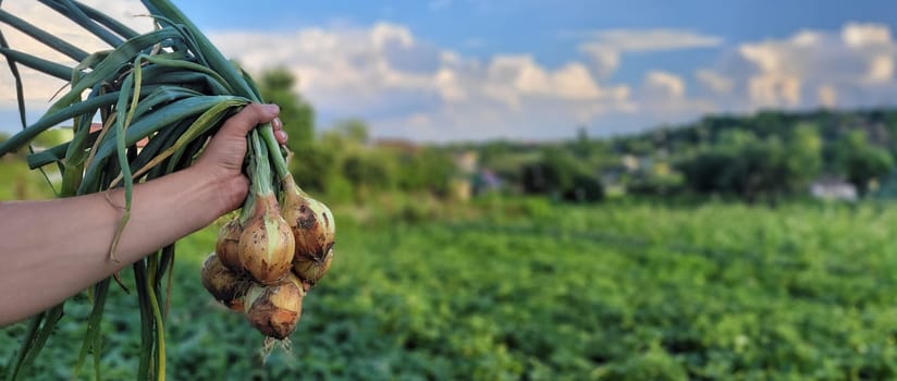 a bunch of fresh onions in the hands of a farmer. Nature. Selective focus