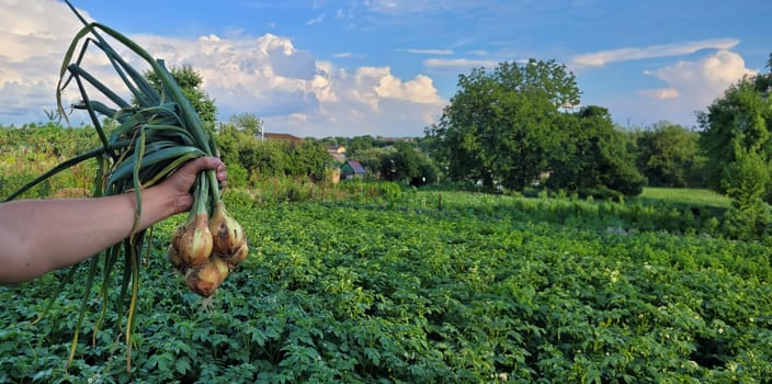 a bunch of fresh onions in the hands of a farmer. Nature. Selective focus