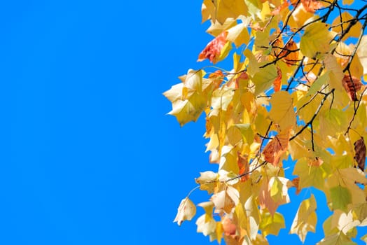 Bright yellow maple leaves lighted up with sun light. Maple leave at autumn season on blue sky background