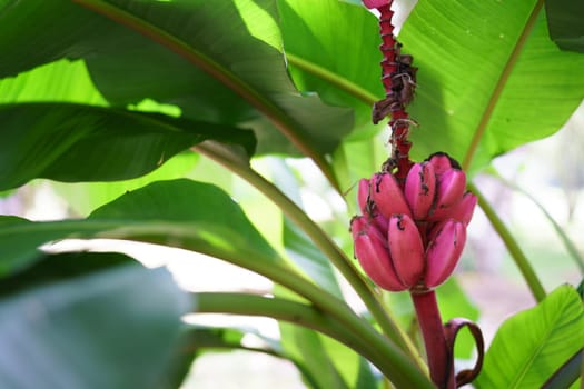 Red banana with pinkish hue growing on tree branch surrounded by lush green leaves. Perfect for tropical or nature themes.