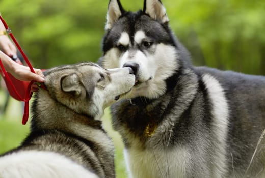 Dogs, sniff and park with animal meeting on grass in summer together with pet. Nature, dog and husky friends outdoor on a field with puppy, animals and pets on a lawn with greeting in countryside.