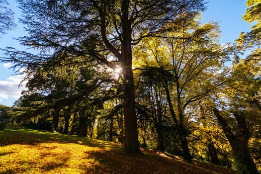A late autumn afternoon in Wombat Hill Botanic Gardens in Daylesford Victoria Australia