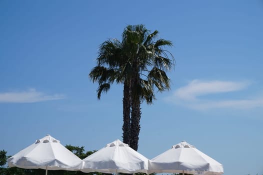 Green palm tree and white beach umbrellas against a clear blue sky with a copy of the space, the concept of beach holidays and travel.