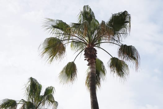 view of the crown of a palm tree from below