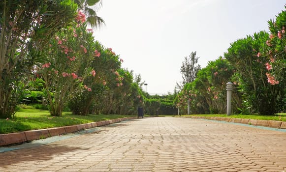 Stone tile alley in the park among blooming oleanders.