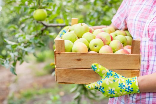 Woman farmer in gloves with freshly picked ripe apples in a wooden box. The concept of agriculture and gardening.