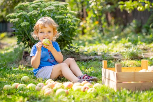 Happy blond child boy eating ripe apple sitting on a lawn in the garden near a wooden box for apples.