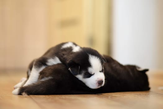 Black and white husky puppies resting on the floor in a house or apartment. Pets indoors.