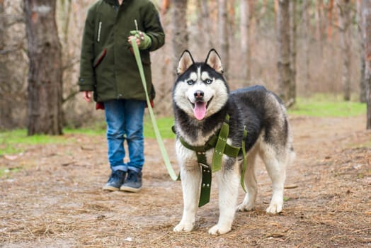 A child walks with a husky dog in a park or at forest. Submissive pet with its owner. A kid keeps the dog on a leash.