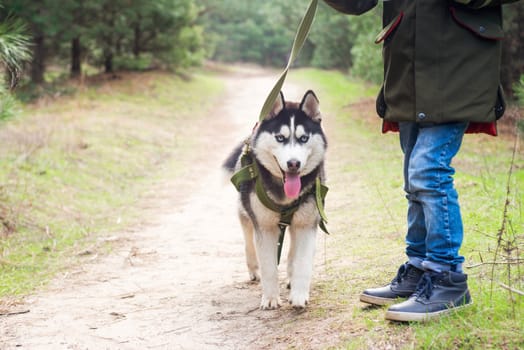 A child walks with a husky dog in a park or at forest. Submissive pet with its owner. A kid keeps the dog on a leash.