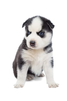 Siberian Husky puppy isolated on white background. Cute little siberian husky puppy sitting on white background.