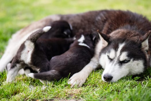 Small puppies sucking mothers nipples lying on the green grass. Dog breastfeeding. Little puppies getting fed by his mother. Female dog with puppies.