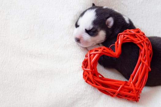 Cute siberian husky puppy sleeps with red heart on a white fluffy background. A newborn puppy on a light background. Empty space for text.
