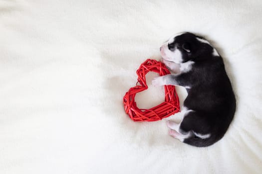 Cute siberian husky puppy sleeps with red heart on a white fluffy background. A newborn puppy on a light background. Empty space for text.
