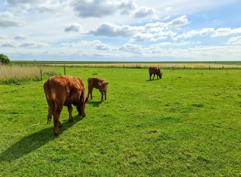 Brown cows grazing on green meadow against a blue sky