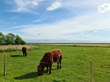 Brown cows grazing on green meadow against a blue sky